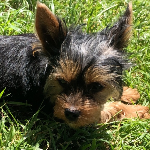 Meet your Posher, Denise - Picture 1 of 1